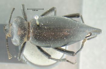 Media type: image;   Entomology 4579 Aspect: habitus dorsal view